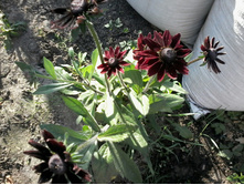 �������� ����� ������