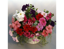 ������� ����������� ����� ����� 10�� 16.jpg