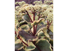 163,4���. ������ ��� ������(�������� ���� �� 1 ��., ����������� ����� 1��.).jpg