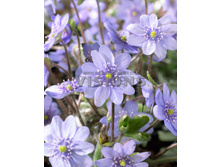 229,8���. ����������� ��� ���(�������� ���� �� 1 ��., ����������� ����� 1��.)���16.jpg