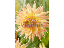 87,5���. �������� ������� ����� ����(�������� ���� �� 1 ��., ����������� ����� 1��.)���16.jpg