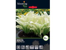 Hosta-White-Feather.jpg