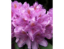 202���. ����������� ������������ ������������.jpg