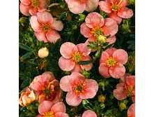 122���. �������� ������������� ������ �����.jpg