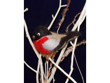 800 �������