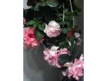 IMG 20151002 130206.jpg