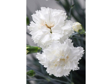 83,4���. �������� ��������(�������� ���� �� 2 ��., ����������� ����� 1��.).jpg