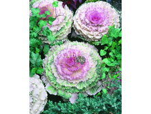 ������� ������������ ������ ������ 5�� 12.jpg