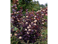 ������������� ���� �� ���-205