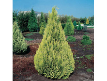 99���. ����������� Chamaecyparis lawsoniana Ivonne.jpg