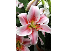 22,7���. ����� ���� ����(�������� ���� �� 5 ��., ����������� ����� 1��.)���15.jpg