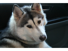 ������ ����� ����