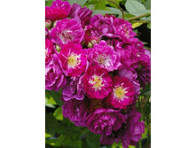 ��������� ��� 220���. (����� �������� ��� 6��.).jpg