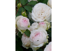 ������� ������� �� ���������� 220���. (����� �������� ��� 10��.).jpg