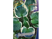 171,7���. ����� �����������(�������� ���� �� 1 ��., ����������� ����� 1��.).jpg