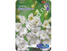 ���� �����.jpg