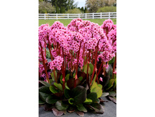 223,1���. ����� ������ ����� Dragonfly™ (�������� ���� �� 1 ��., ����������� ����� 1��.)���16.jpg