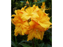 306���. ������ Knapp Hill ������ ��������.jpg