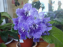 �������� �����