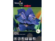 Iris-siberica-Teal-Velvet.jpg