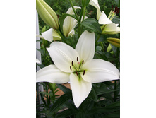 20,17���. ����� ������(�������� ���� �� 7 ��., ����������� ����� 1��.)���16.jpg