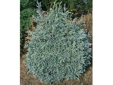 101,2���. ����������� Chamaecyparis pisifera Baby Blue.jpg