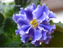 ������� �����