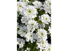 146,8���. ������ ����� ���(�������� ���� �� 1 ��., ����������� ����� 1��.)���16.jpg