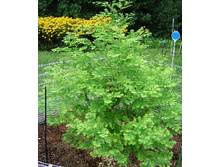 145,2���. ����������� Metasequoia glyptostroboides.jpg