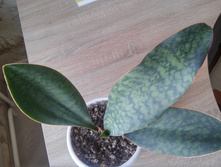 20151005 114236 HDR.jpg