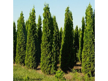 113,3���. ��� Thuja occidentalis Degroots Spire.jpg