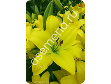 ����� ����.jpg