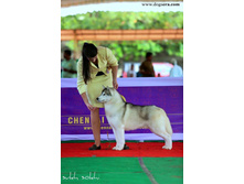 ������� ������-Multi BPIS BPISS BIS BISS CH SA/Russ/Ind FOXFIRE SNAP DRAGON