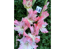 16 ���� ���������.jpg