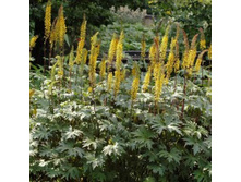 ��������� �������������.jpg