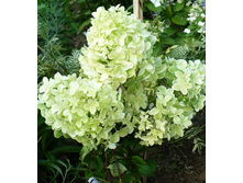 229���. ��������� ����������� ����������.jpg