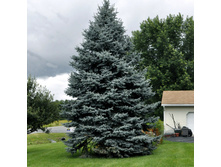 95,7���. ��� Picea pungens Glauca.jpg