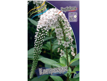 53,5���. ��������� ����������(�������� ���� �� 2 ��., ����������� ����� 1��.).jpg