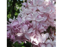 306���. ������ ������������ ������ ������ �������.jpg