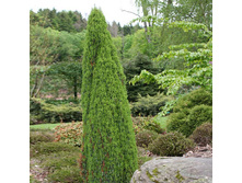 95,7���. ������������ Juniperus communis Compressa.jpg