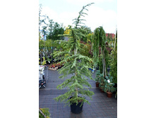332,2���. ���� Cedrus libani Glauca.jpg
