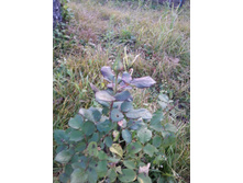 20151006 063359.jpg