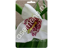 ����� �����������.jpg