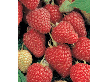 163���. ������ ���������.jpg