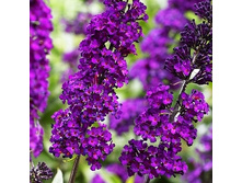 139���. ������� ������ ����� ���.jpg