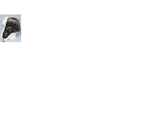���������5.png