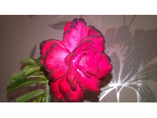 WP 20151018 18 45 07 Pro.jpg