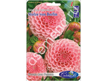 ������ ��� ������.jpg