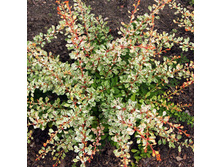 280���. �������� �������� ����£���.jpg