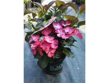 ��������� ���� ����� -183�.jpg